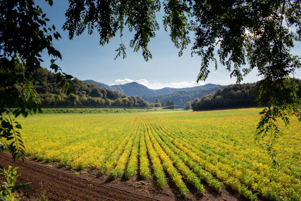 Farming land