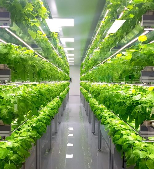 __opt__aboutcom__coeus__resources__content_migration__mnn__images__2020__05__indoor-farming-operation-ef5b0c9577e44e4781a68ef75042fcb5