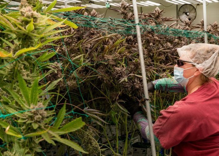 pexels-quynn-mcdonald-1208011594-22221927